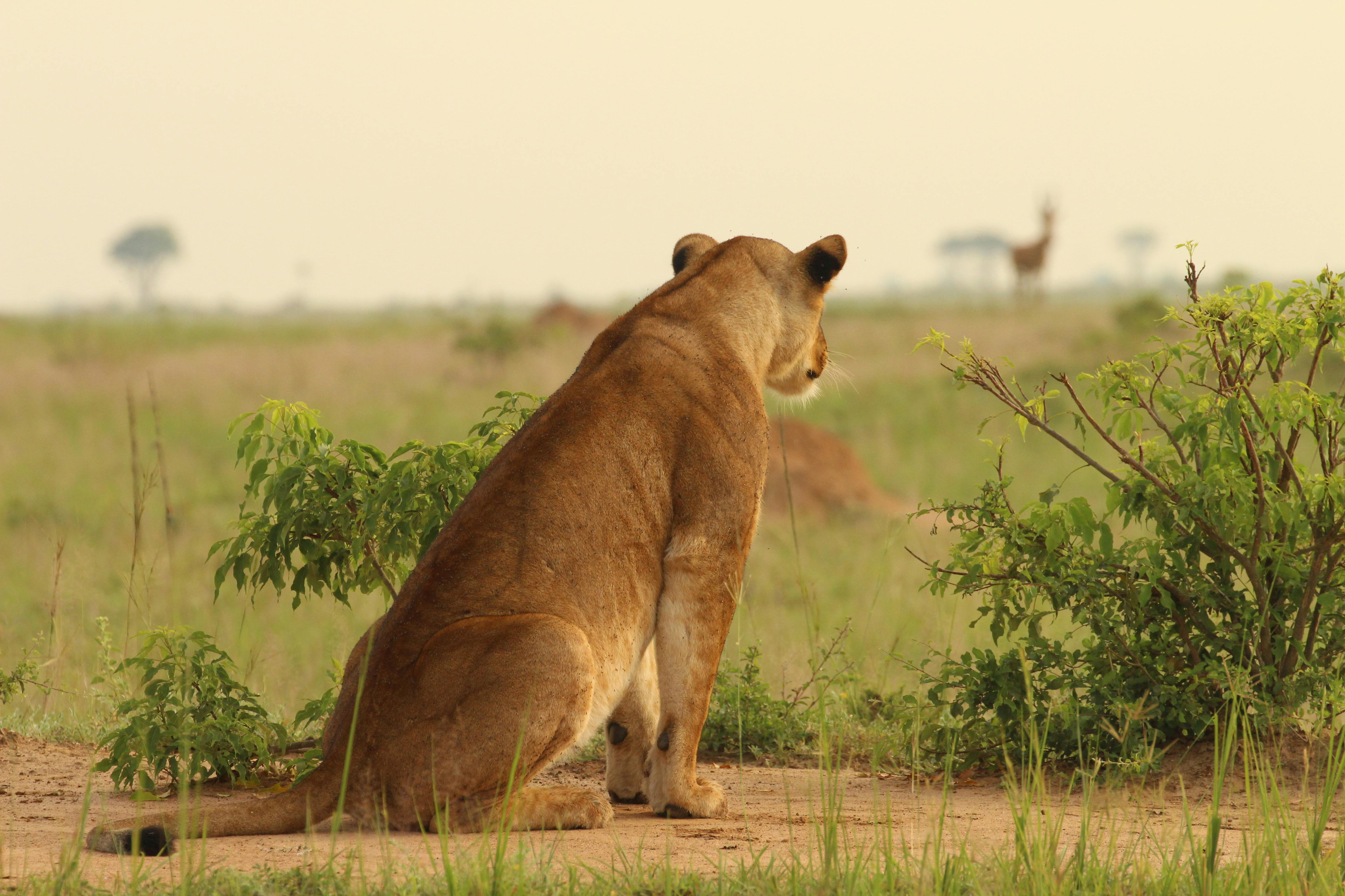 Tackling humanlion conflict in and around Queen Elizabeth National